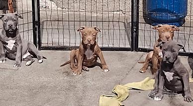 Cuccioli American pit bull