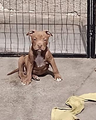 Cuccioli American pit bull