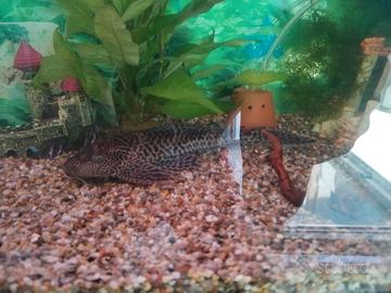 Plecostomus