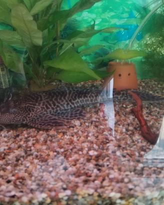 Plecostomus