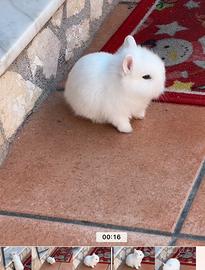 Coniglietto cucciolo