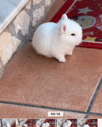 Coniglietto cucciolo