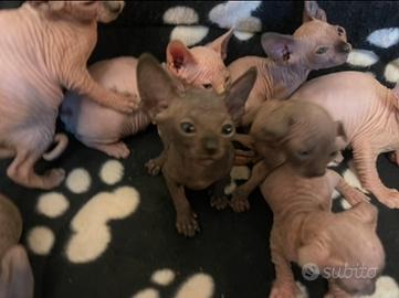 Sphynx
