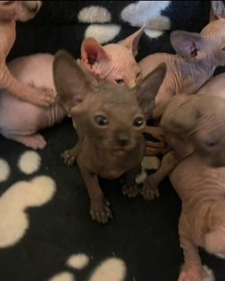 Sphynx