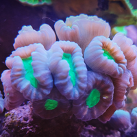 Caulastrea candy cotton Colonia intera 20 polipi