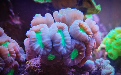 Caulastrea candy cotton Colonia intera 20 polipi