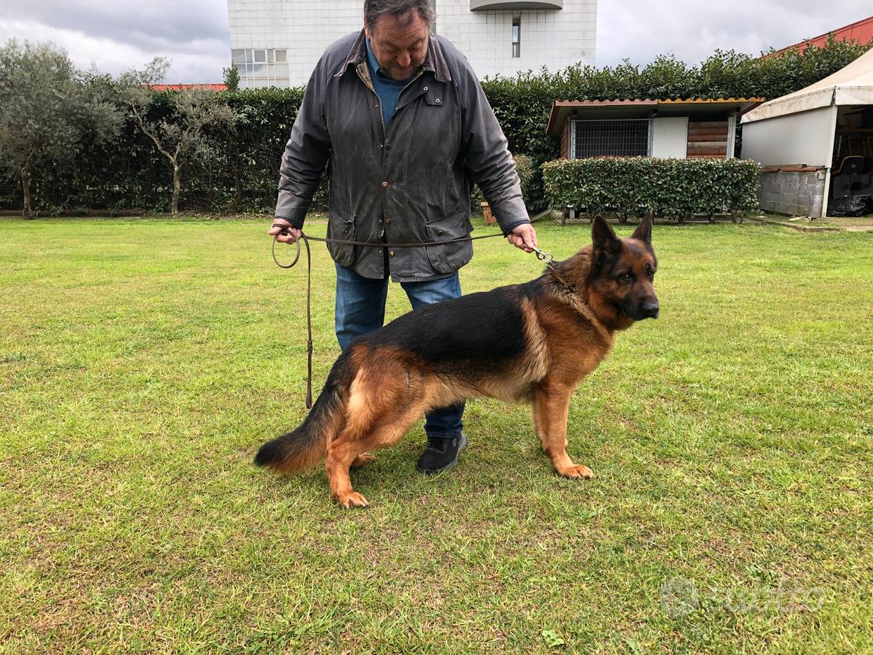 Cuccioli pastore tedesco Regalo e vendita animali in Toscana