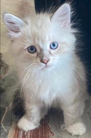 Gatti origine da Siberiani certif nuova cucciolata