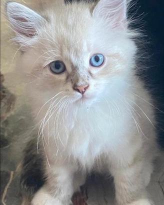 Gatti origine da Siberiani certif nuova cucciolata