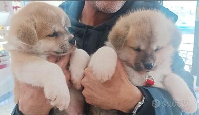 Cuccioli di Akita