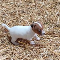 Jack Russell zampa corta