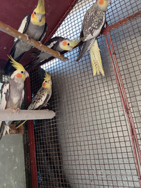 Calopsite papagallini