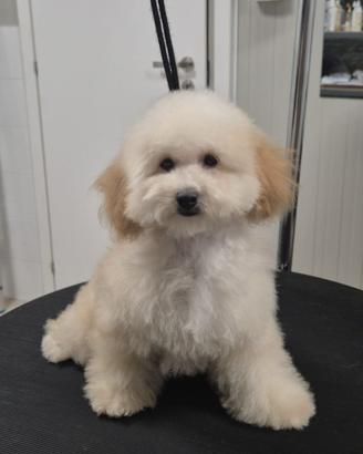 Barboncina toy cucciola 6 mesi
