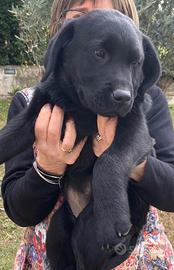 Cucciolo di labrador puro