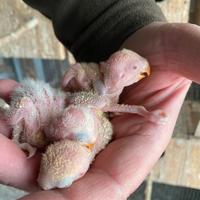 Pulli inseparabili roseicollins