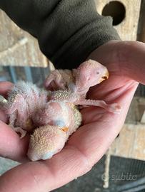 Pulli inseparabili roseicollins