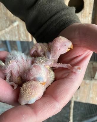 Pulli inseparabili roseicollins