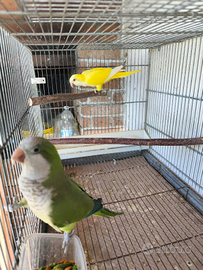 Coppia monaci Sessolegata