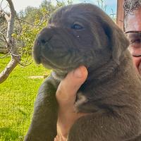 Cucciole femmine cane corso