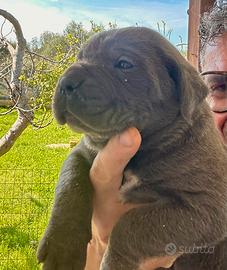 Cucciole femmine cane corso