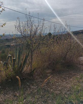 Oliveto nel Parco delle Madonie