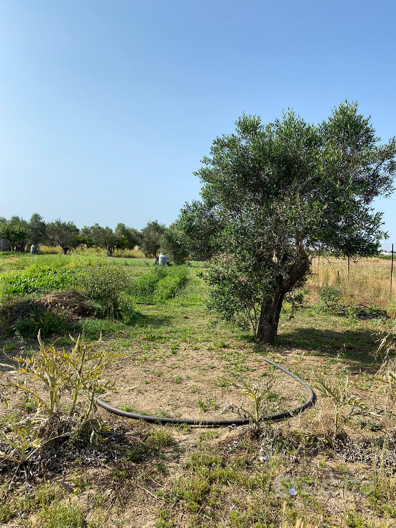 Terreno agricolo - View 4