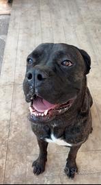Cane Corso 1 anno 10 mesi