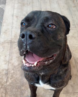 Cane Corso 1 anno 10 mesi