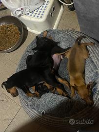 Cucciole di Pinscher