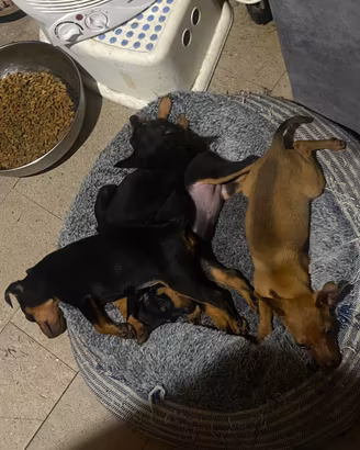 Cucciole di Pinscher