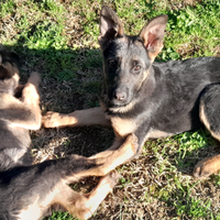 Cucciole pastore tedesco