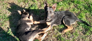 Cucciole pastore tedesco