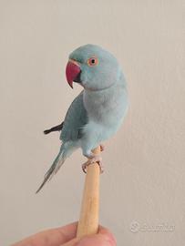 Parrocchetto dal collare