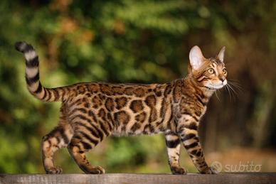 Gatti bengala adulti - leggere descrizione