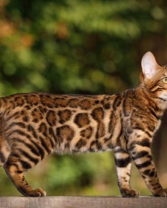 Gatti bengala adulti - leggere descrizione