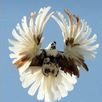 Colombi da volo a farfalla nikolaev