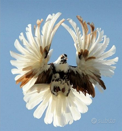 Colombi da volo a farfalla nikolaev