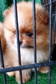 Volpini di pomerania toy