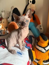 Cucciole di gatti Sphynx