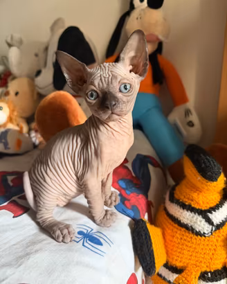 Cucciole di gatti Sphynx