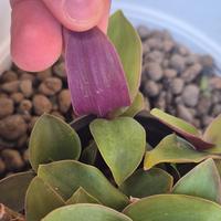 cactus pianta grassa Tradescantia 