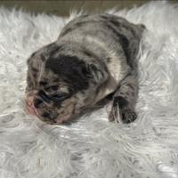 Bulldog francesi cuccioli merle