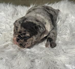 Bulldog francesi cuccioli merle