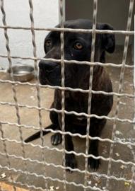 Corso nera in box depressa da oltre 3anni.SUD