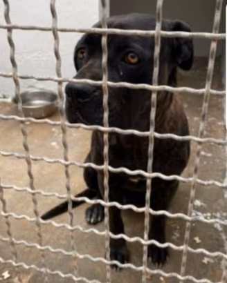 Corso nera in box depressa da oltre 3anni.SUD