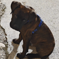 Cane corso