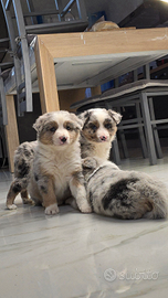 Cuccioli di border collie