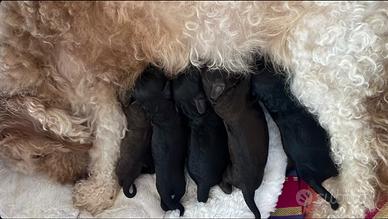 Cuccioli cagnolini nati 25/03