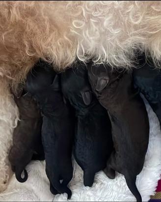 Cuccioli cagnolini nati 25/03