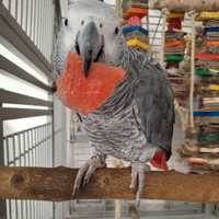 Cenerini,cacatua,Ara,amazzoni,